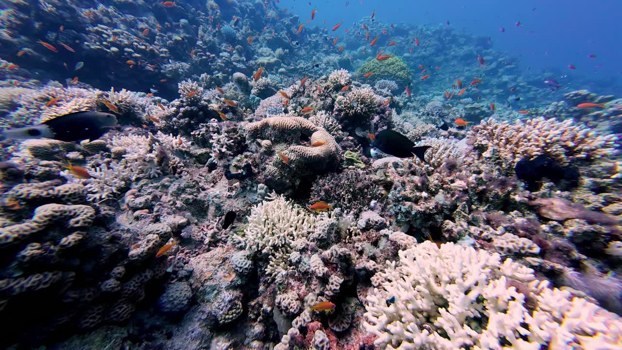 escuela de peces marinos y arrecifes de coral bajo el mar rojo en dahab, egipto