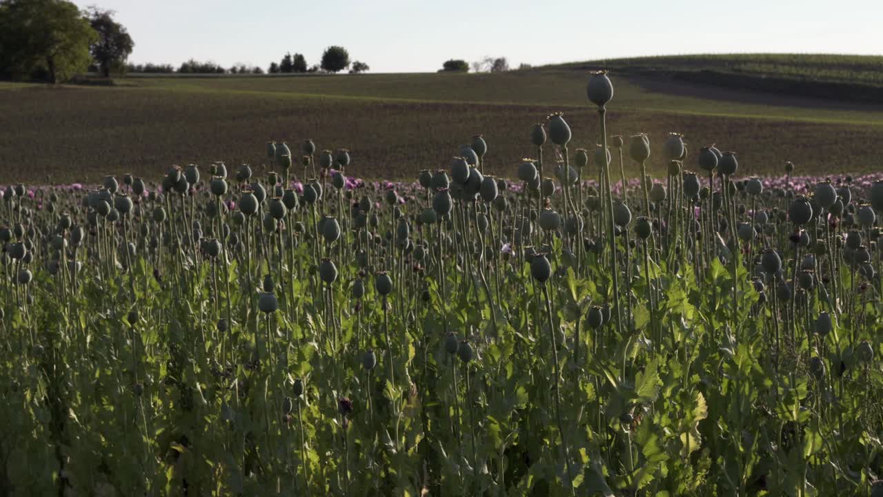 campo lleno de amapola azul con tierras de cultivo en el fondo durante la puesta de sol