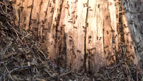 brown-black carpenter ants building nest in a dry tree stump