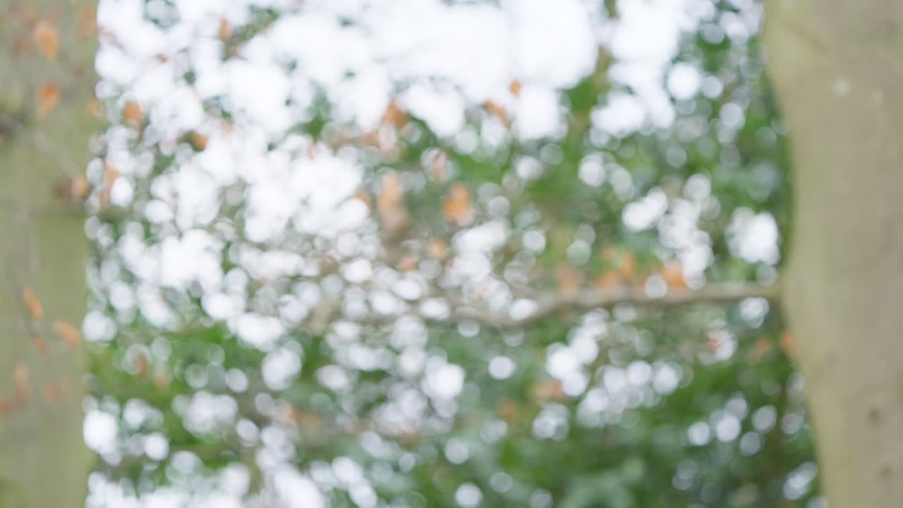 Blue tit flutters on delicate branch, framed by bright foliage