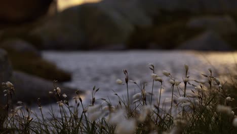 a peaceful nature scene in norway showing soft grass by the water with rocks in the background