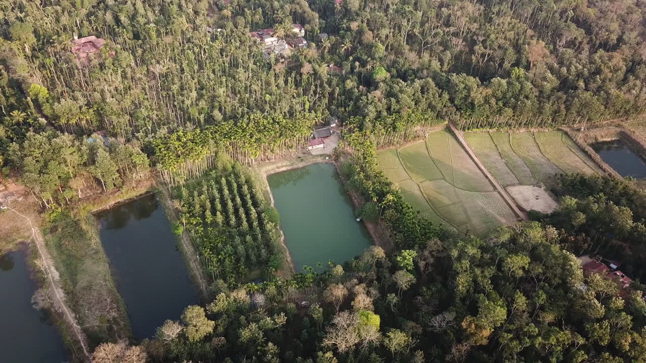 인도 카르나타카 코다구 고추밭의 4k 농경지