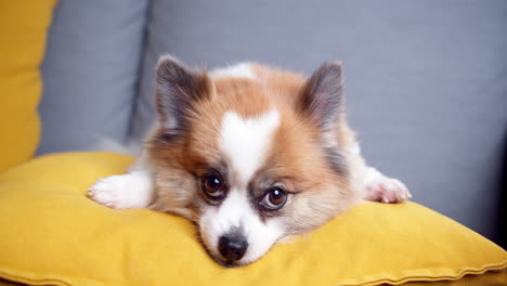 Chihuahua-dog-lying-on-the-couch