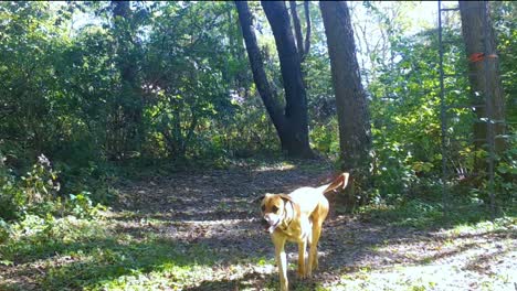 dog roaming along a game trail in the woods in the upper midwest