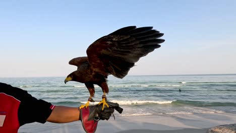 el halcón se lanza en el aire desde el agarre humano