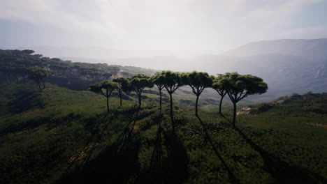 flying over the fields covering the vast african landscape
