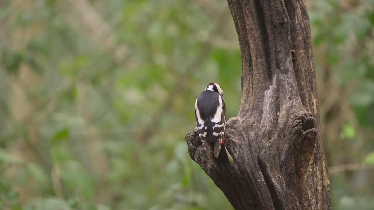 Great spotted woodpecker clinging to tree bark in slow motion forest clip