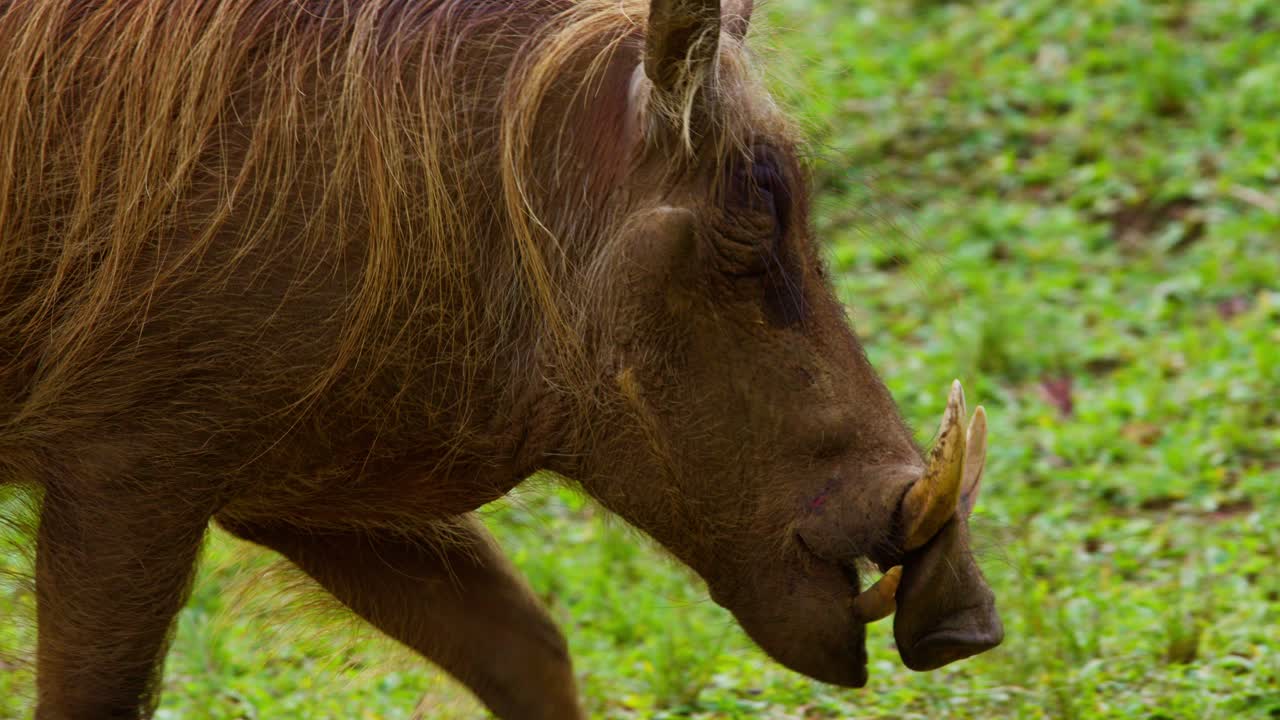 Primo piano di un facocero che cammina nell'erba verde