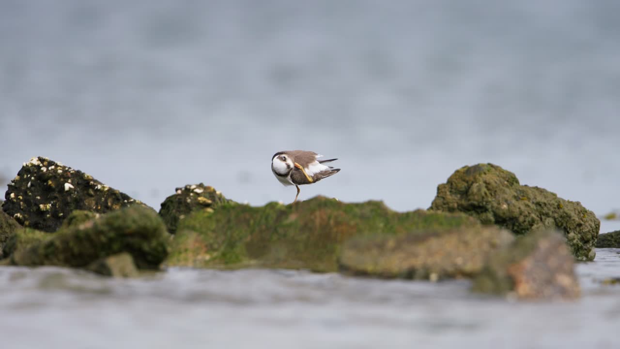 маленькая птица на скалах у воды