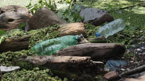 plastic bottle trash litters lake surface with thick aquatic weeds