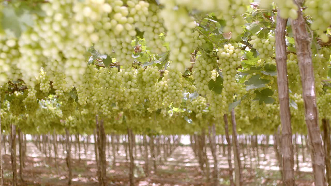 negocio agrícola bien administrado, viña de uva, gran plantación brasil