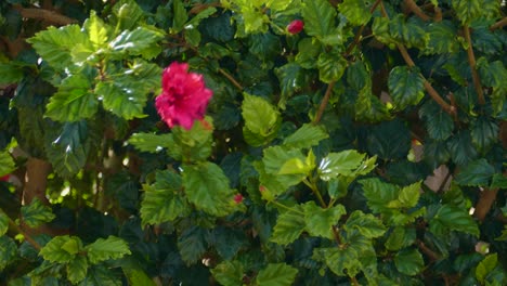 pink hibiscus flower blooming among green leaves in natural light and environment.