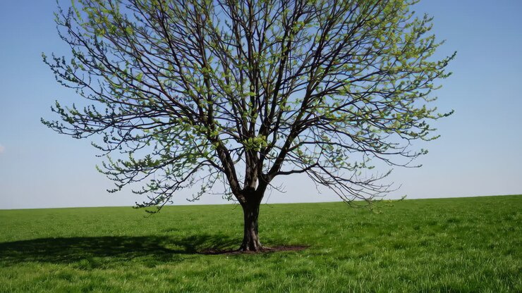 Albero primaverile in un campo