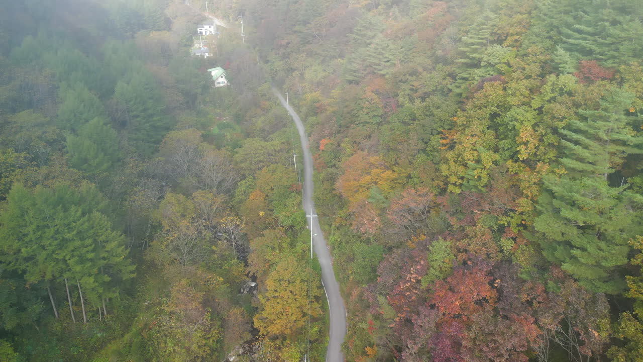 An establishing shot of a winding road surrounded by vivid autumn foliage as a soft layer of fog rolls in