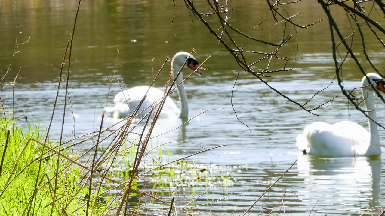 cisnes nadando y alimentándose en un hermoso lago tranquilo