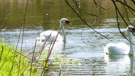 swans swimming and feeding in a beautiful calm lake