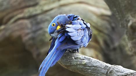 close up shot of an exotic hyacinth macaw, anodorhynchus hyacinthinus perched atop, preening and grooming its wing feathers, fluff up its striking blue plumage, a vulnerable bird species