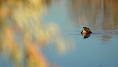 Painted-turtle-on-the-rock-observing-its-surrounding