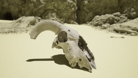 skull of a ram resting on the arid desert floor beneath rocks