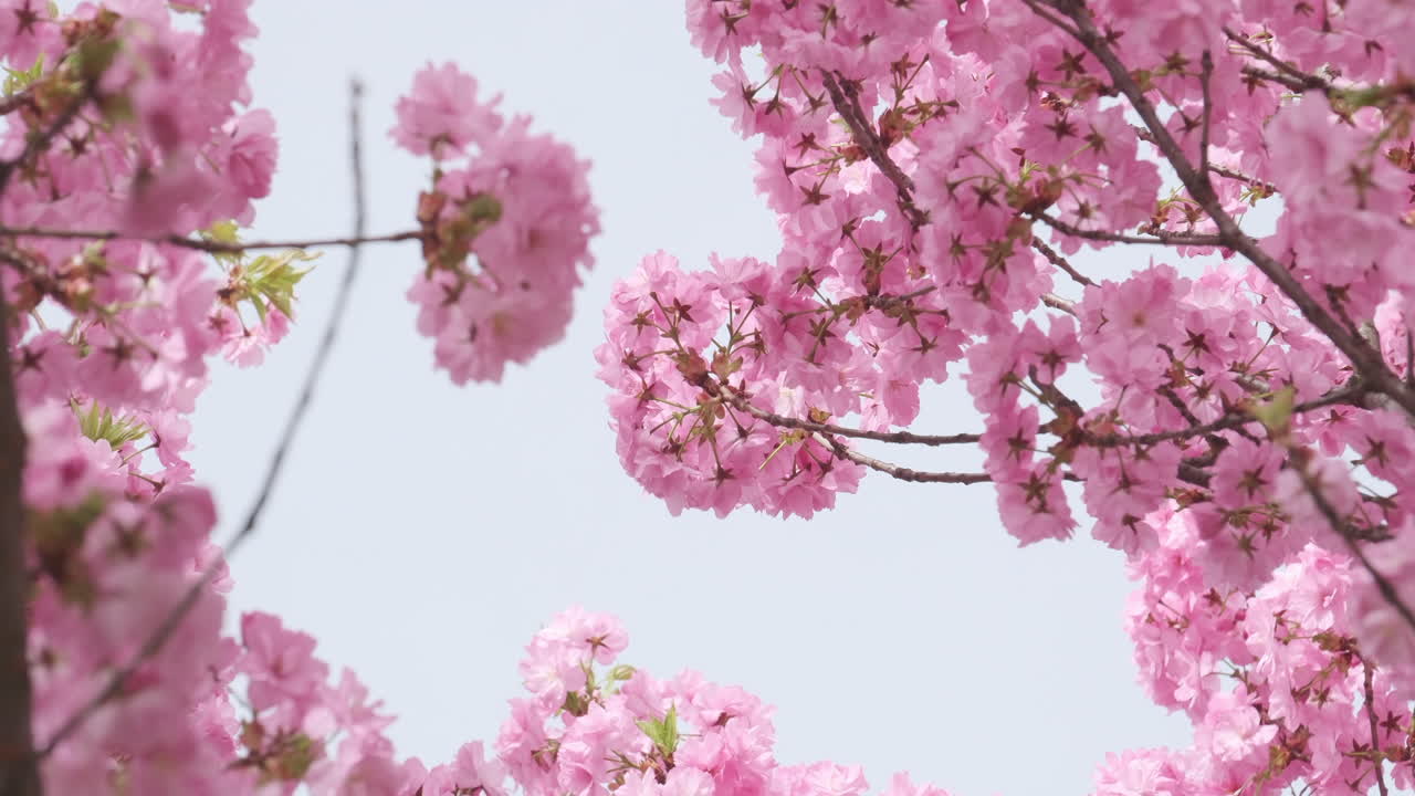 close-up cámara lenta de delicadas flores de cerezo balanceándose en una suave brisa de primavera, mostrando la belleza serena de la naturaleza