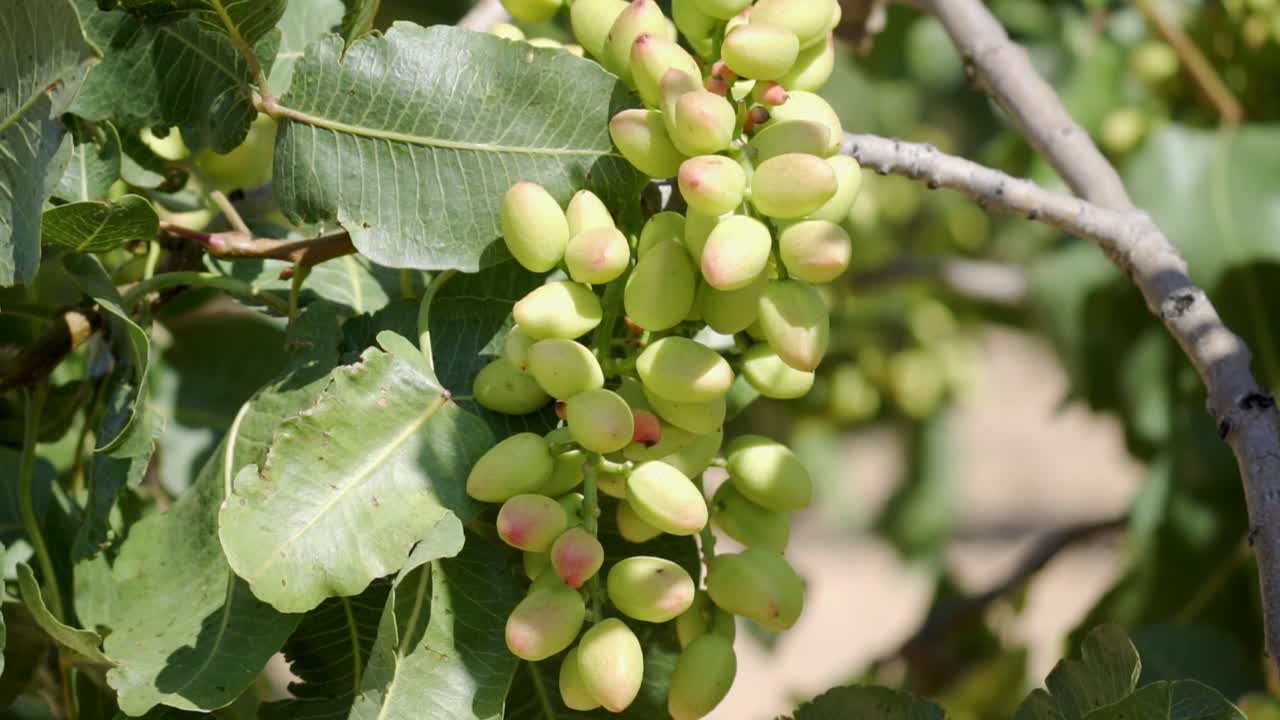 Close-up of unopened pistachios on branches, slow maturation