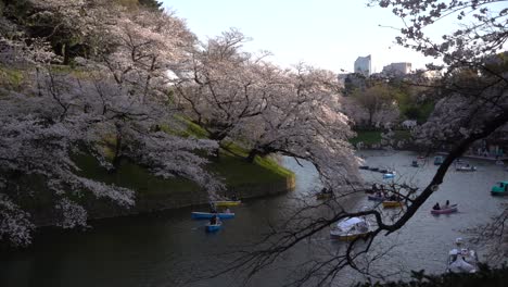 Paisaje-Tranquilo-De-La-Tarde-En-El-Foso-Chidorigafuchi-En-Tokio,-Japón-Durante-Sakura