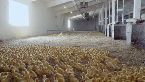 cute ducklings at poultry farm