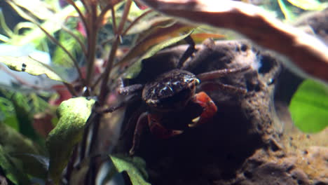 red claw crab rests on rock underwater