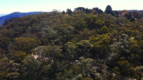 Drohne-Schoss-über-Die-Spitzen-Von-Dichten-Bäumen-Und-Büschen-Im-Australischen-Park