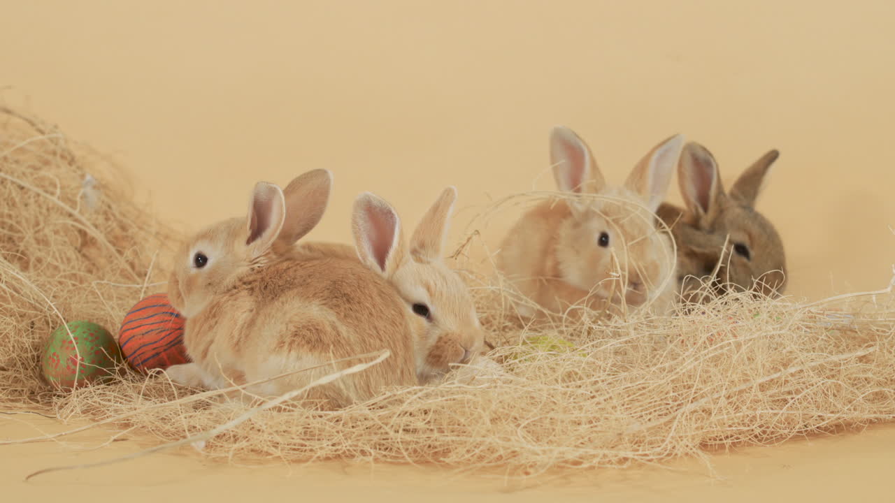 Scena pasquale con conigli tra uova di Pasqua e fieno - Inquadratura media all'altezza degli occhi