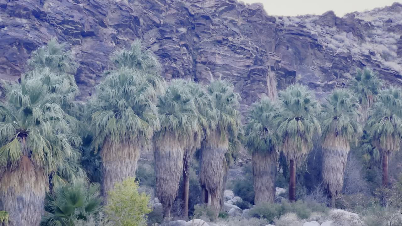 남부 캘리포니아의 해가 지는 동안  ⁇  캐니언의 안드레아스 캐니언을 가로지르는 캘리포니아 팬  ⁇ 의 영화적인 긴 렌즈 패닝  ⁇