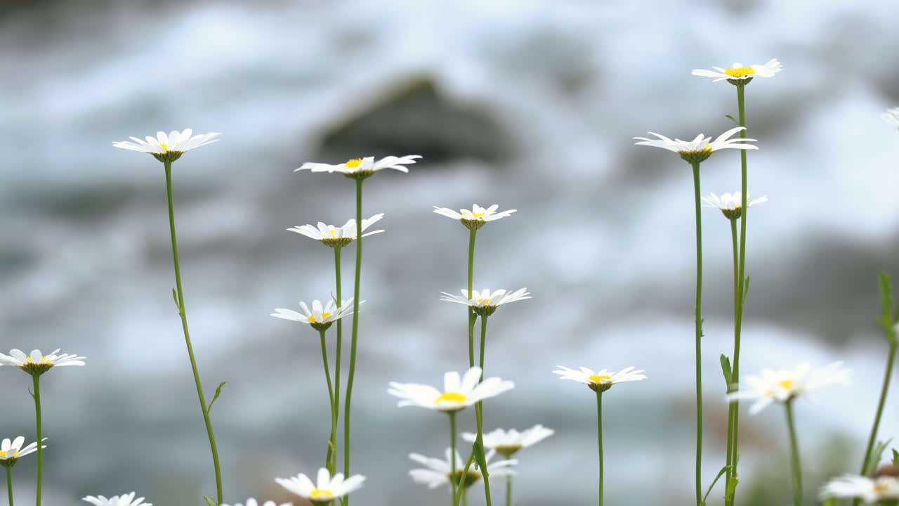 강  ⁇ 에 자라는 다이시 꽃이 있는 초원