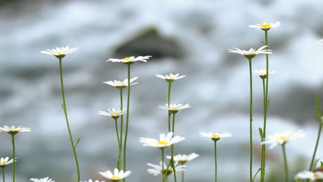 Wiese-Mit-Gänseblümchen,-Die-Neben-Einem-Fluss-Wachsen