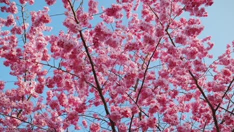 sakura cherry blossoms glow in golden sunlight, capturing essence of spring air