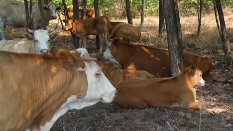 Rebaño-De-Ganado-Jaspeado-Húngaro-Descansando-A-La-Sombra