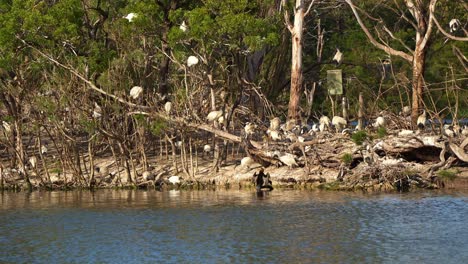 Flock-of-Australian-white-ibis-perched-on-the-island,-nesting-in-the-middle-of-wildlife-lake-during-breeding-season,-with-an-Australian-darter-drying-its-wings-at-Jells-Park,-Wheelers-Hill