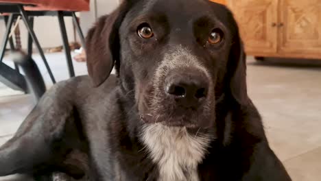 happy-black-dog-on-the-floor-waving-its-tail-to-its-owner,-close-up