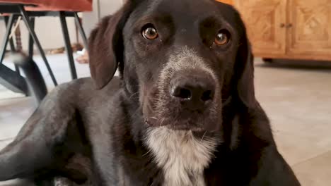 feliz perro negro en el suelo agitando su cola a su dueño, cerca
