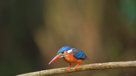 a blue-eared kingfisher bird is observing the fish below which it is targeting from a branch