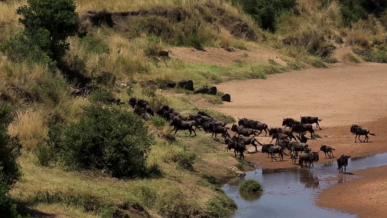 enorme manada de ñus asustados por el depredador y corriendo hacia la colina por seguridad en los pastizales en la sabana africana del serengeti, kenia