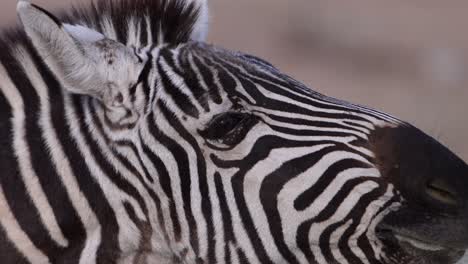 zebra chewing food extreme closeup