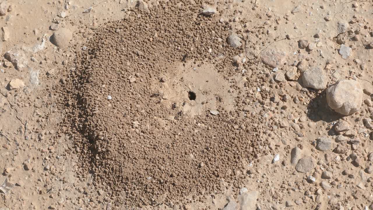 작은 검은 개미에 대해 천천히 확대하면 개미집을 짓습니다.