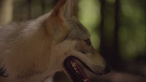 close up of a wolfhound in the forest