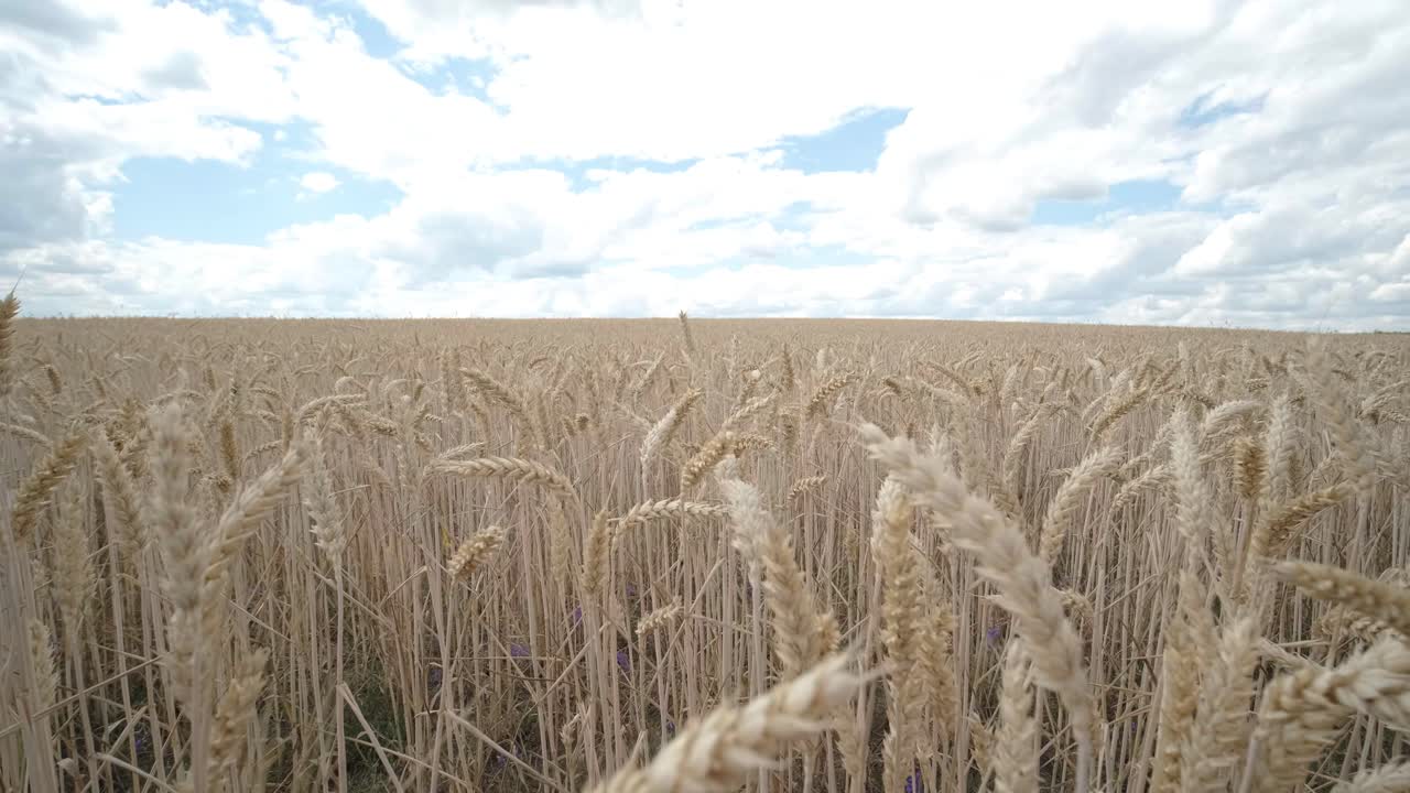 пшеничное поле, уши пшеницы, качающиеся от нежного ветра. золотые уши медленно качаются в ветре вблизи. вид созревающего пшеничного поля в летний день. сельская промышленность.