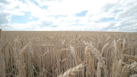 campo de trigo, orejas de trigo balanceándose por el viento suave. orejas doradas están balanceándose lentamente en el viento de cerca. vista del campo de trigo madurando en el día de verano. industria agrícola.