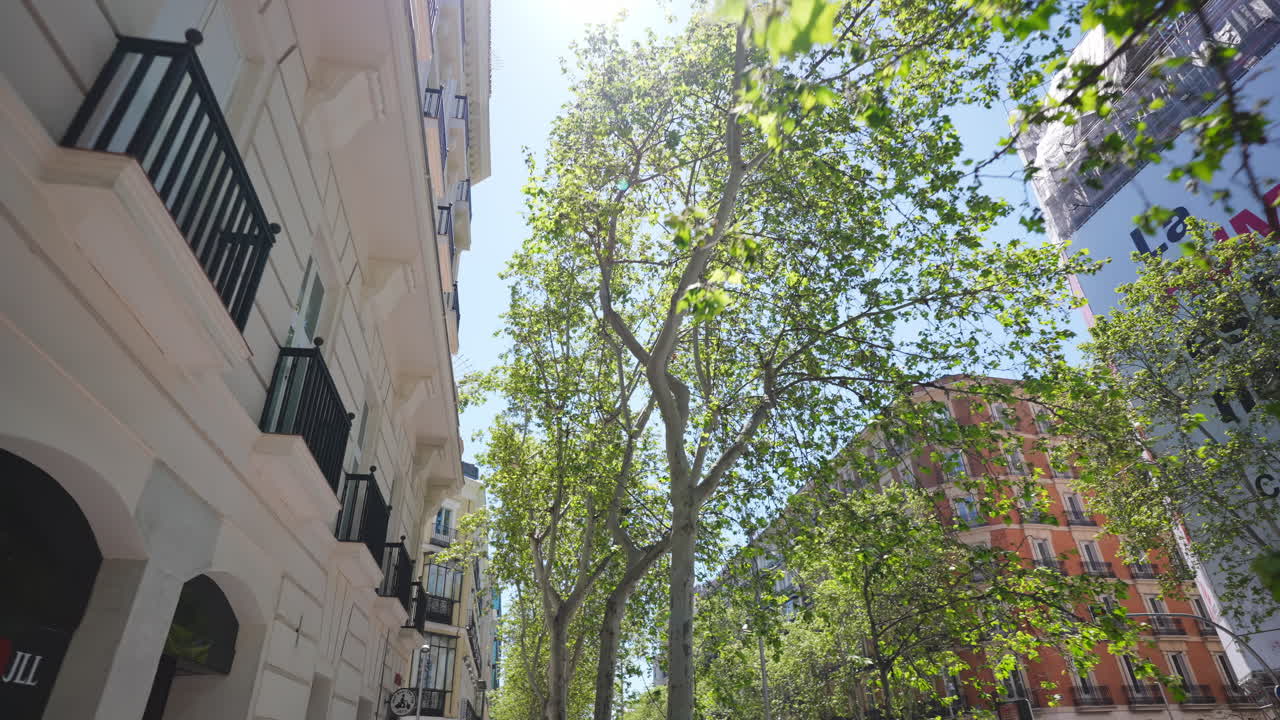 Luz Solar Brilhante Brilhando Através de Árvores Verdes em uma Rua Urbana