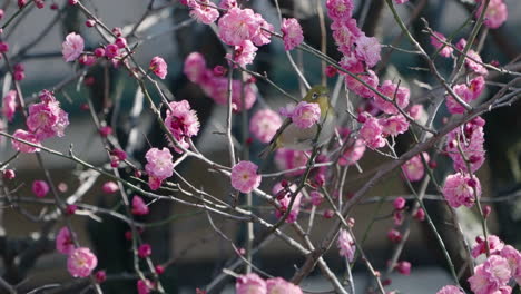 Pájaro-Paseriforme-De-Ojos-Blancos-Que-Come-El-Néctar-De-Las-Flores-Rosadas-Del-Ciruelo-En-Tokio,-Japón