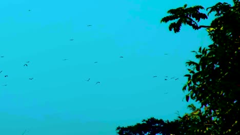 el establecimiento de una toma de un cielo azul lleno de aves migratorias volando