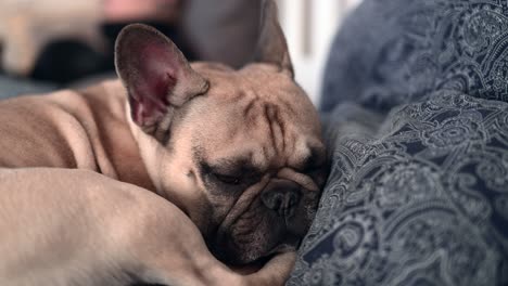 Un-Bulldog-Francés-Cansado,-Yace-En-La-Cama-Luchando-Por-No-Quedarse-Dormido