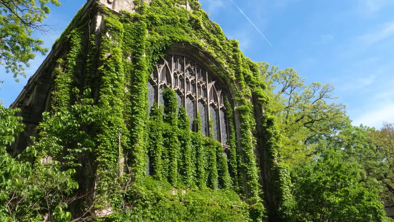 University of Chicago Architecture. Vintage Hall Building With Climbing Plants on Sunny Day, Illinois USA